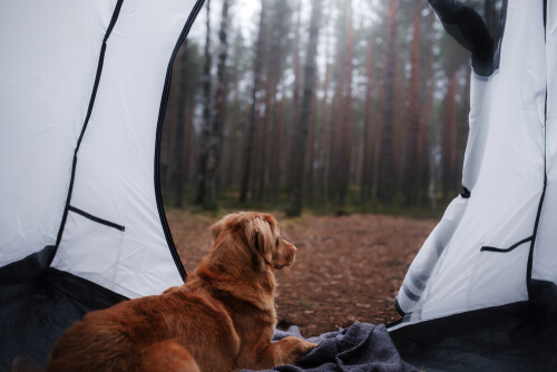 ¿Puedo ir de campamento con mi perro?