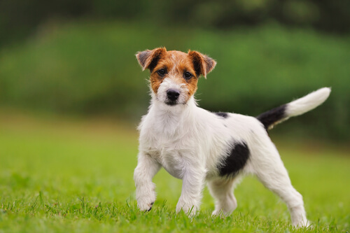 Jack Russell terrier