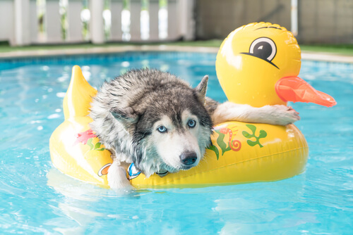 Tips para jugar con tu mascota en verano Tips para jugar con tu mascota en verano