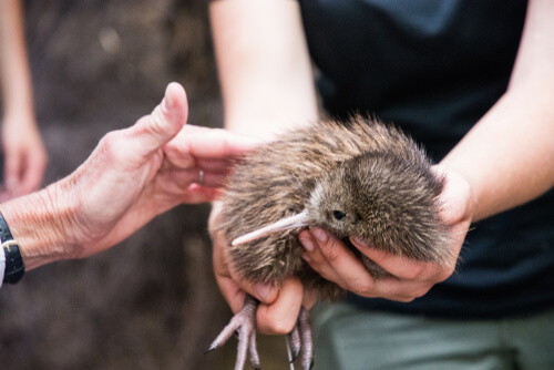 El kiwi ha sido rescatado de la extinción