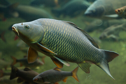La carpa: taxonomía