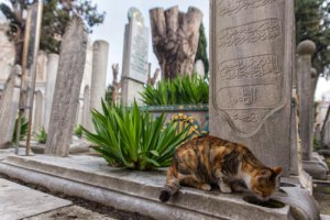 Conoce Estambul: la ciudad de los gatos