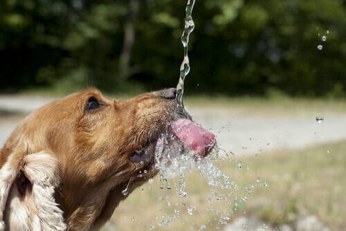 La hidratación de tu mascota
