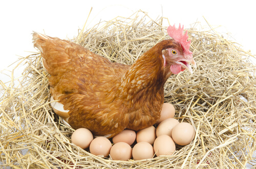 A nest of hen eggs.