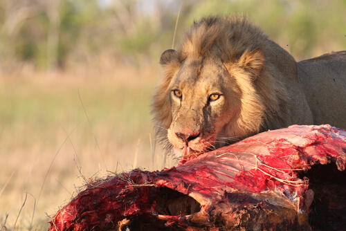 León africano: información