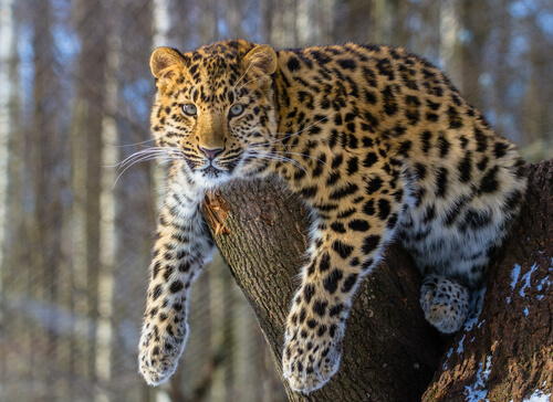 Leopardo de Amur: información