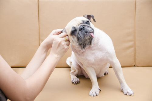 Cómo limpiar los oídos de un perro