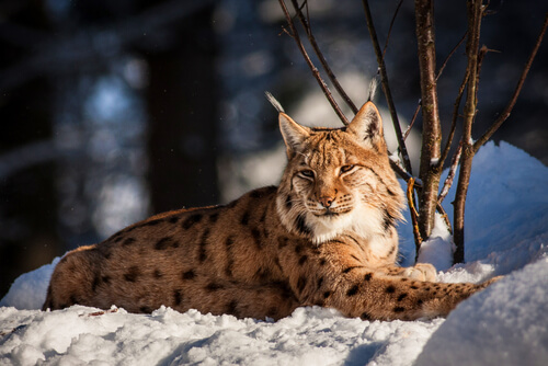 Lince boreal en peligro de extinción