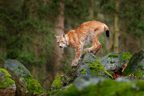 El lince europeo, amenazado por la caza