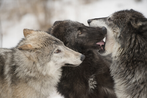 Macho alfa en los lobos