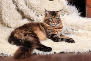 Todo sobre el Maine Coon: un gato gigante