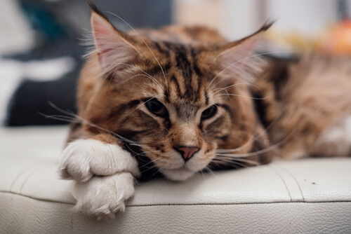 Maine Coon: temperamento