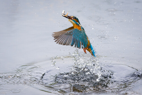 Martín pescador cazando