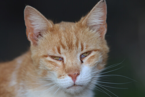 Membrana nictitante en gatos