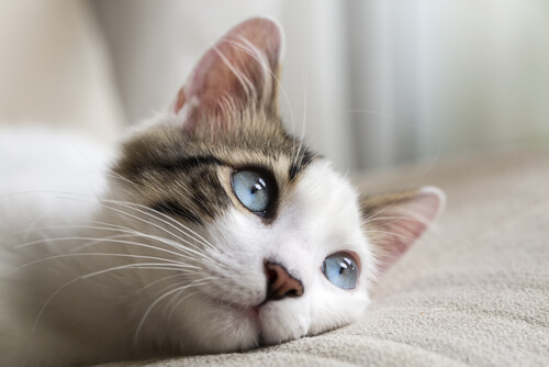 Mirada de los gatos