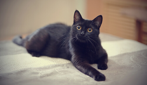 El mito del gato negro