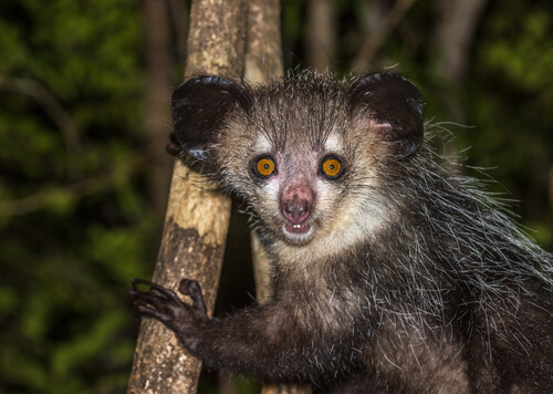 El aye-aye es uno de los parientes de los lémures.
