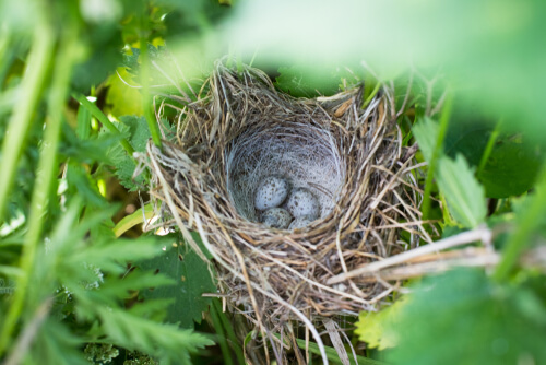 An abandoned nest.