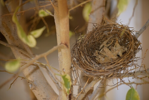 An empty nest.