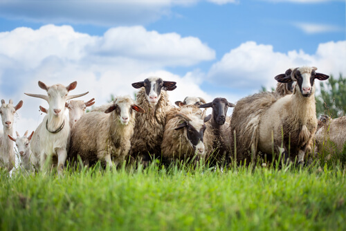 Ovejas y cabras