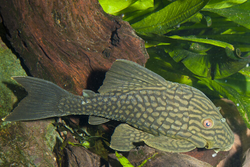Panaque nigronileatus