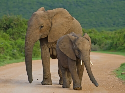 Parque nacional de los Elefantes de Addo
