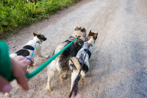 Pasear varios perros a la vez