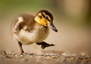 5 especies animales de granja indispensables