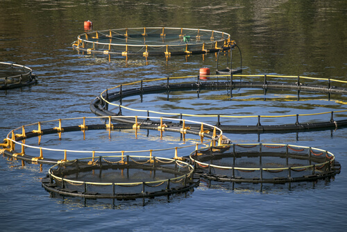 Peces para criadero