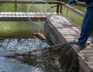 13 especies de peces que pueden criarse para consumo