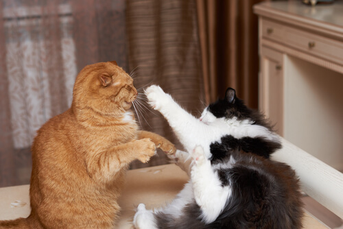 Qué debes saber sobre las peleas de gatos