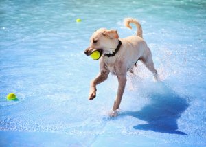 Dos parques acuáticos especiales para perros