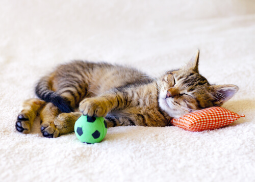 Pelotas de goma para gatos