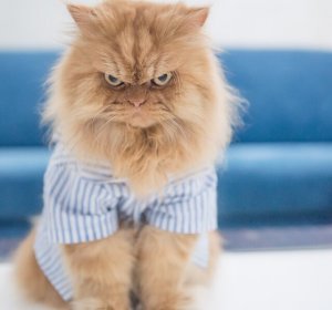 Los perfiles de Instagram sobre gatos más famosos