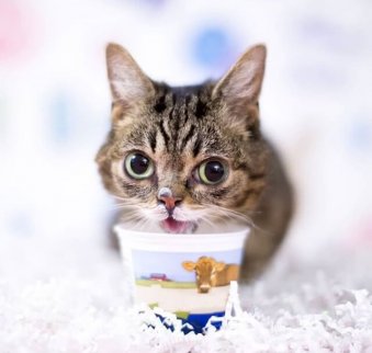 Los perfiles de Instagram sobre gatos más famosos - Mis Animales