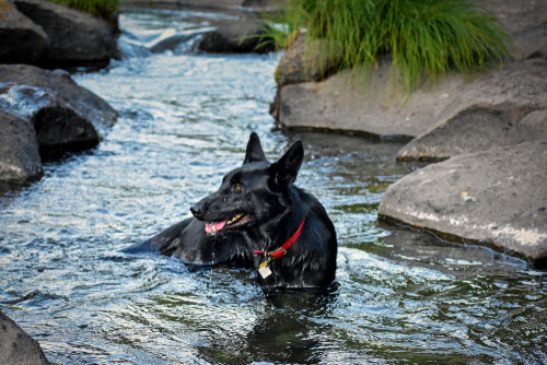 ¿Me puedo llevar a mi perro al río?