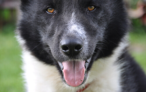Perro de osos de Carelia: características
