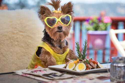Perro y ensalada