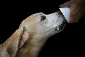 ¿Es recomendable darle yogurt a mi perro?