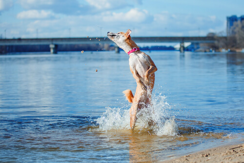 Perro saltando en el agua