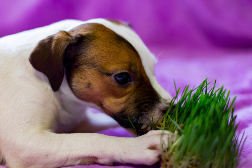 Perro vomita por comer hierba