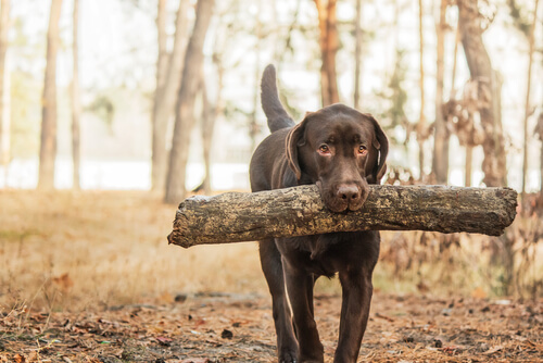 Perros cobradores: labrador retriever
