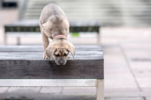 ¿Perros con miedo a las alturas?