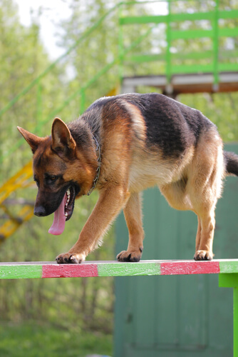 Perros con vértigo