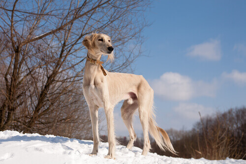 Perros más rápidos del mundo: saluki