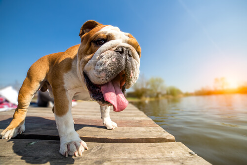 Perros que sufre el calor: bulldog inglés