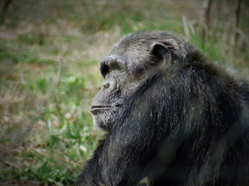 Personas no humanas: definición