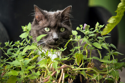 Plantas dañinas para gatos