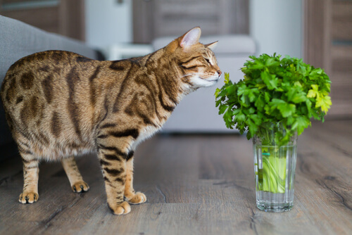 Plantas perjudiciales para gatos
