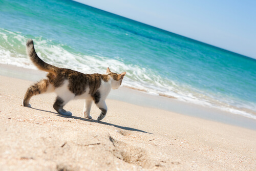 ¿Hay playas para gatos?